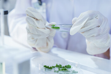 Close-up of gloved hands testing green plant tissue in  scientific lab using tweezers. Represents...