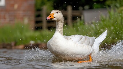 Obraz premium White Goose Running on Water with Splashing Water