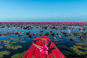 Scenic beautiful view nature Landscape "Red Lotus Sea" It is covered soft light in morning, Lake of pink lotus, Red lotus sea Kumpavapee, Udon Thani, Thailand.