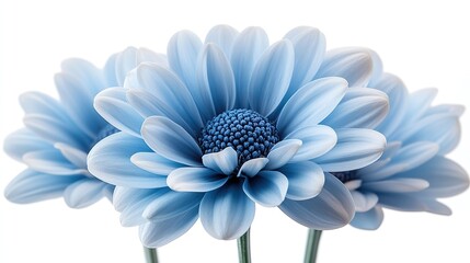 Fototapeta premium Close-up of a blue chrysanthemum flower with a white background and clipping path included.