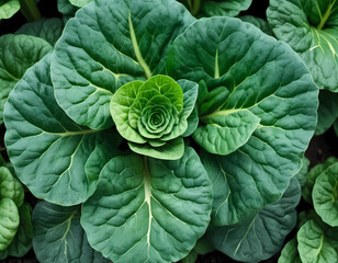 Obraz premium Close Up Detail of Tatsoi Plant from the Top View