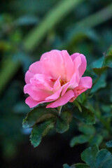 Obraz premium Pink Flower