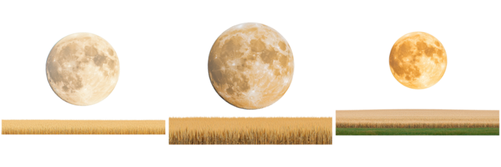Captivating Moon Phases Over Golden Fields at Night
