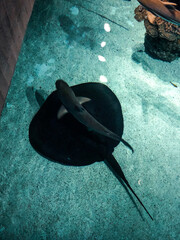 Graceful stingray and shark glide along together on the aquarium floor, their fluid motion creating...