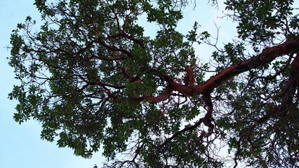 Beacon Hill Park in Victoria, BC, CANADA