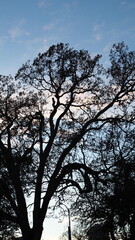 Beacon Hill Park in Victoria, BC, CANADA