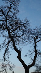 Beacon Hill Park in Victoria, BC, CANADA