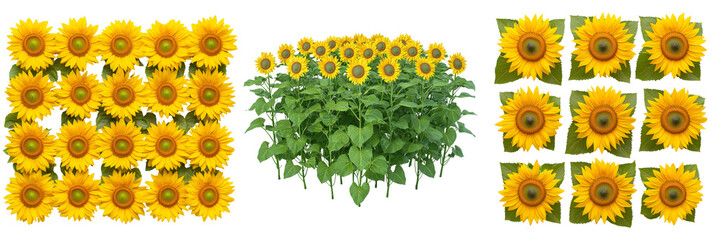 Fototapeta premium Vibrant Sunflower Patterns Showcasing Nature's Beauty in Bold Colors