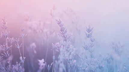 Obraz premium Lavender flowers in soft color and blur style for background.