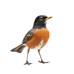 American Robin Perched with Vibrant Colors
