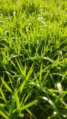 Obraz premium Lush green grass field with dew drops in the morning sunlight, background