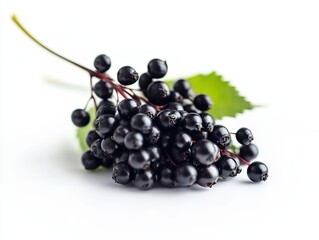 elderberry isolated on white background
