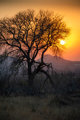 bushveld and savanna landscape is an open savanna dominated by many Acacia thorn trees.
African safari is any journey into the wilderness to observe free-roaming wildlife.