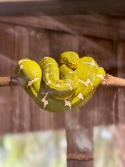 tree python
