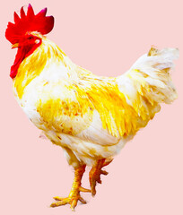 White hen in a unique, beautiful, natural standing pose against a separate background.