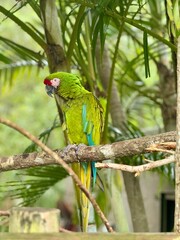 Green macaw