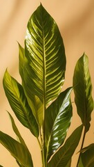 "Golden Glow: Close-Up of a Lush Plant with Warm, Sunlit Leaves"