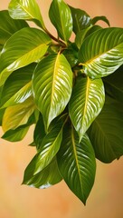 "Golden Glow: Close-Up of a Lush Plant with Warm, Sunlit Leaves"