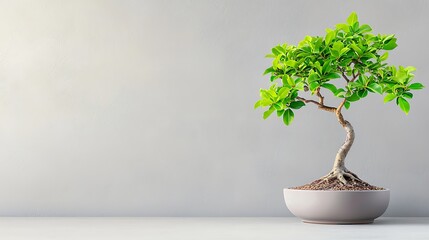 A small tree is in a bowl on a grey wall