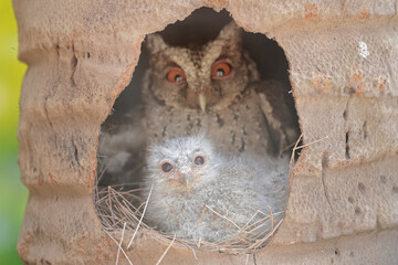 A Javan scops owl mother is guarding her chicks in a nest built in a coconut tree hole. This nocturnal bird has the scientific name Otus lempiji.