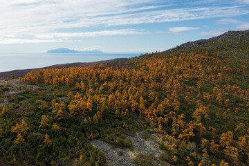 Naklejka premium Beautiful autumn landscape. Aerial view of an autumn larch forest on a mountain slope. Top view of yellow larch trees. In the distance the sea and the island. Magadan Region, Siberia, Far East Russia.