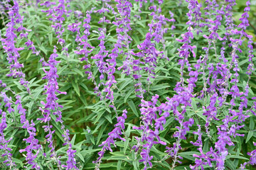 Obraz premium サルビア・レウカンタ Mexican Bush Sage