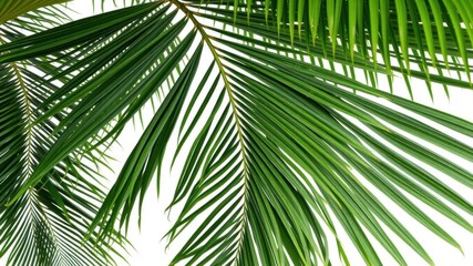 Obraz premium Tropical palm tree with vibrant green leaves isolated on white background, palm fronds, tropical