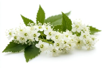 Close-up bunch white flowers green leaves are clustered Meadowsweet On Background