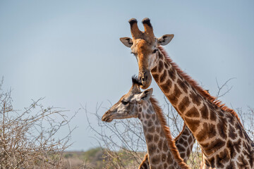 giraffe is a large African hoofed mammal belonging to the genus Giraffa