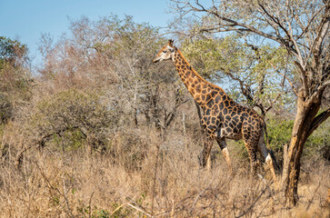 giraffe is a large African hoofed mammal belonging to the genus Giraffa