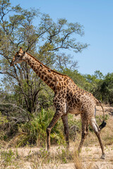 giraffe is a large African hoofed mammal belonging to the genus Giraffa