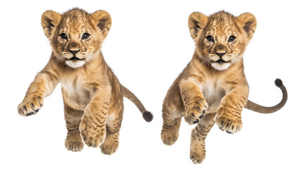 African Lion Cubs Playfully Jumping on a Transparent Background Generative AI