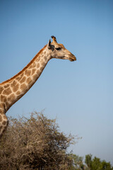 giraffe is a large African hoofed mammal belonging to the genus Giraffa