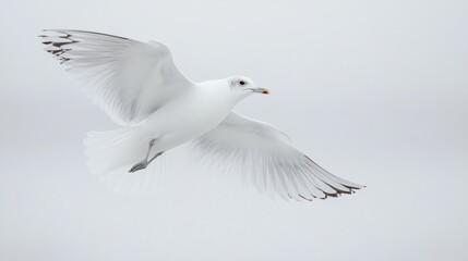 Fototapeta premium Seagull in Flight Against a White Sky