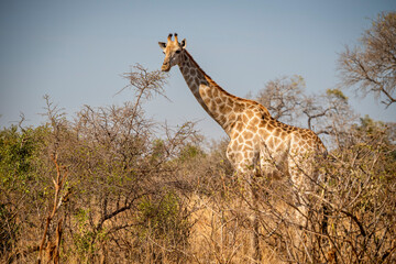 giraffe is a large African hoofed mammal belonging to the genus Giraffa