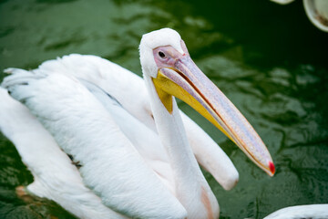 white pelican