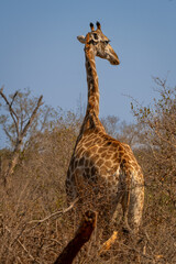 giraffe is a large African hoofed mammal belonging to the genus Giraffa