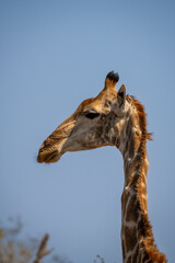 giraffe is a large African hoofed mammal belonging to the genus Giraffa