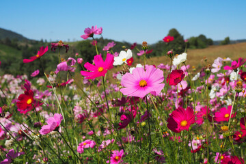 Beautiful pink cosmos flowers blooming in natural landscapes