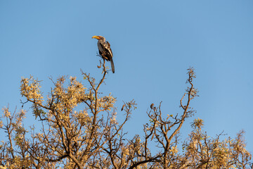 The yellow-billed hornbill is a medium sized bird