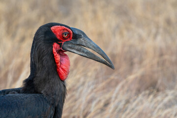 Ground hornbills are conspicuous by their size and their striking black plumage and red wattles