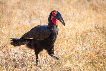 Ground hornbills are conspicuous by their size and their striking black plumage and red wattles
