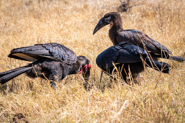 Ground hornbills are conspicuous by their size and their striking black plumage and red wattles
