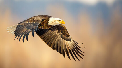 Obraz premium Eagle Soaring with American Flag, Majestic bird gliding through clear blue sky, symbolizing liberty and national pride.