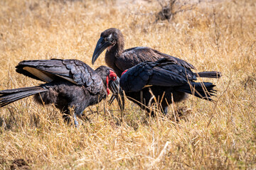 Ground hornbills are conspicuous by their size and their striking black plumage and red wattles