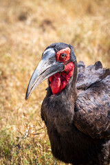 Ground hornbills are conspicuous by their size and their striking black plumage and red wattles