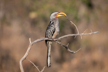 The yellow-billed hornbill is a medium sized bird