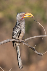 The yellow-billed hornbill is a medium sized bird