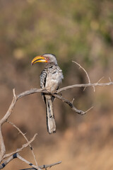 The yellow-billed hornbill is a medium sized bird