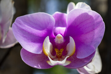 Close Up of a Colorful Orchid (Phalaenopsis)